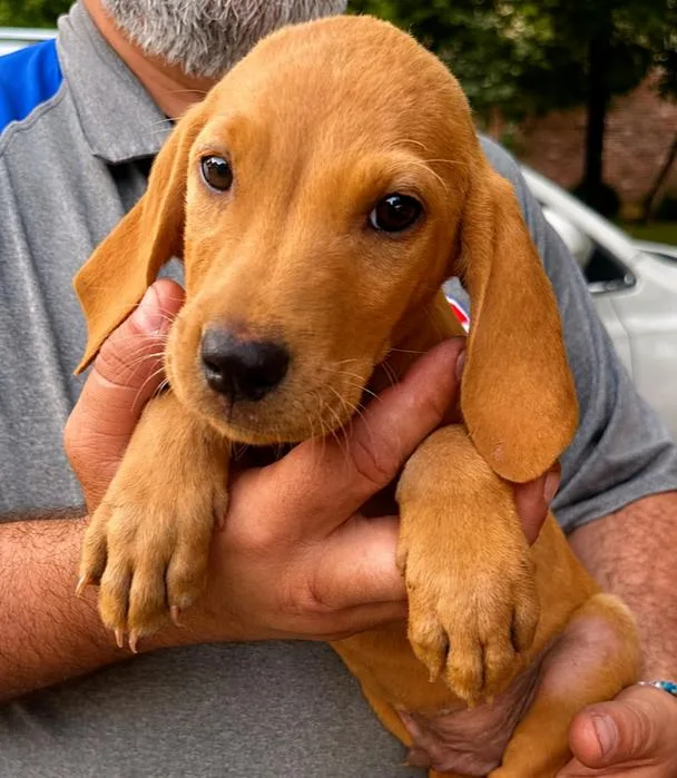 A baby medium-sized male Mixed Breed dog named Tweetie for adoption in Groveland, MA