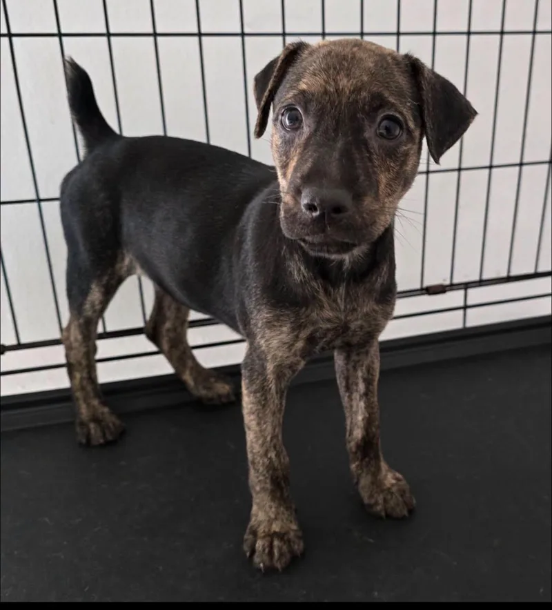 A young medium-sized female Boxer dog named Dorella for adoption in Albion, NY