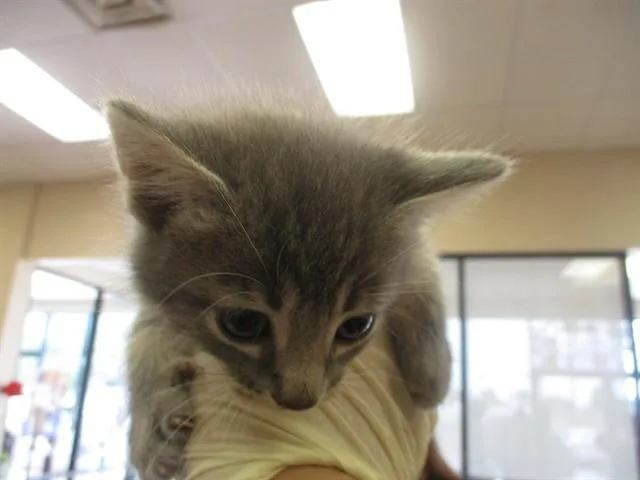 A baby small-sized female Domestic Short Hair cat named Muffin for adoption in Ocala, FL