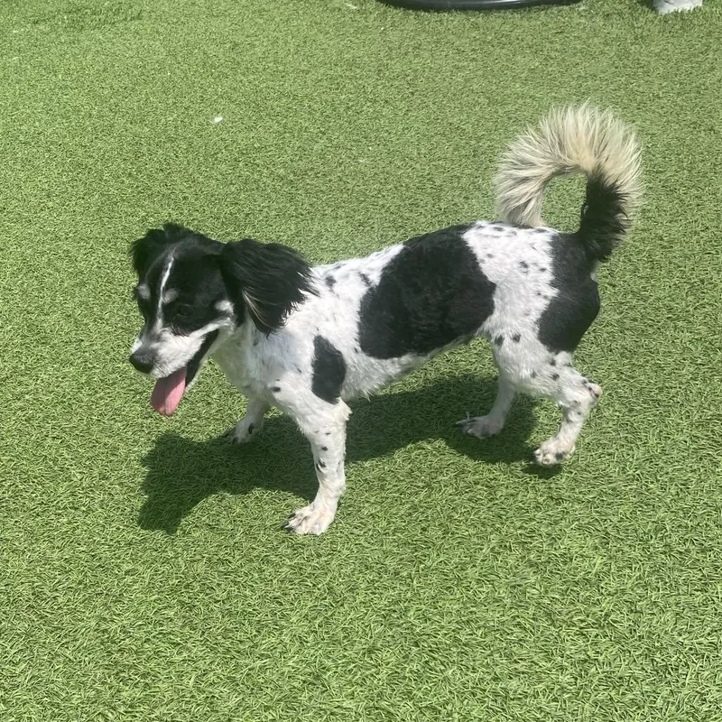 A young small-sized female Black Shih Tzu dog named Rosie Roo for adoption in LOXAHATCHEE, FL