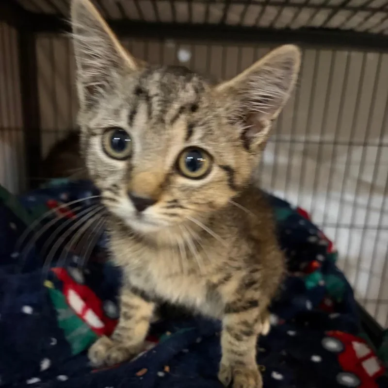 A baby small-sized female Brown / Chocolate Domestic Short Hair cat named Twinkle Toes for adoption in Waldorf, MD