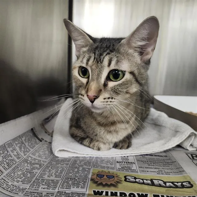 A young medium-sized female Domestic Short Hair cat named 7 for adoption in San Antonio, TX