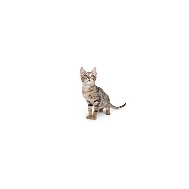A baby small-sized female Brown / Chocolate Domestic Short Hair cat named Pelican for adoption in Playa Vista, CA