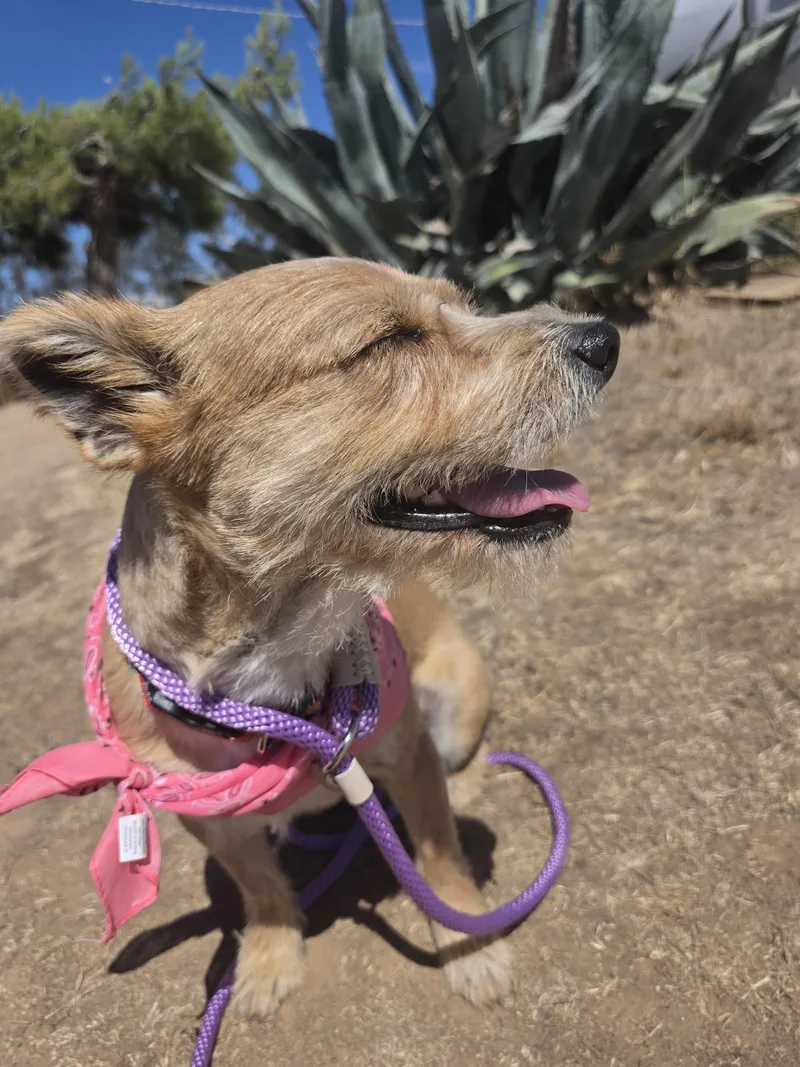 A young small-sized female Apricot / Beige Rat Terrier dog named Vida for adoption in Santa Clara, CA