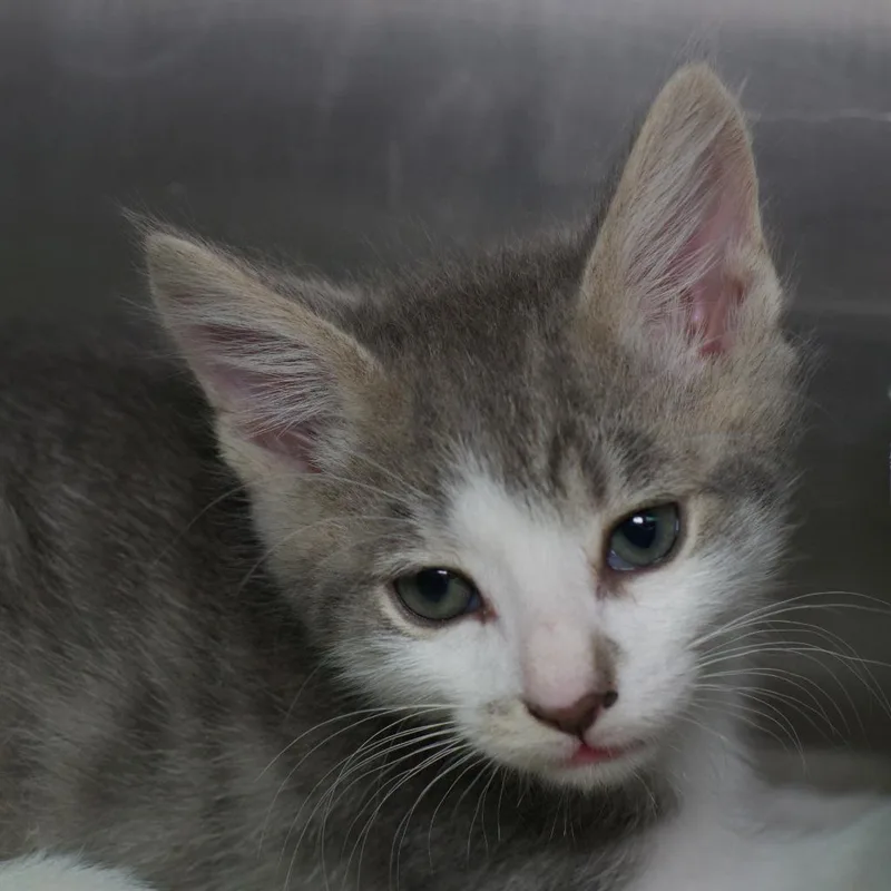 A baby medium-sized male Domestic Medium Hair cat named Fizz for adoption in Shoreline, WA