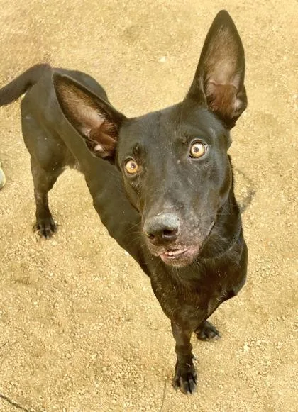 An adult medium-sized male Black Mixed Breed dog named Licorice for adoption in Georgetown, TX