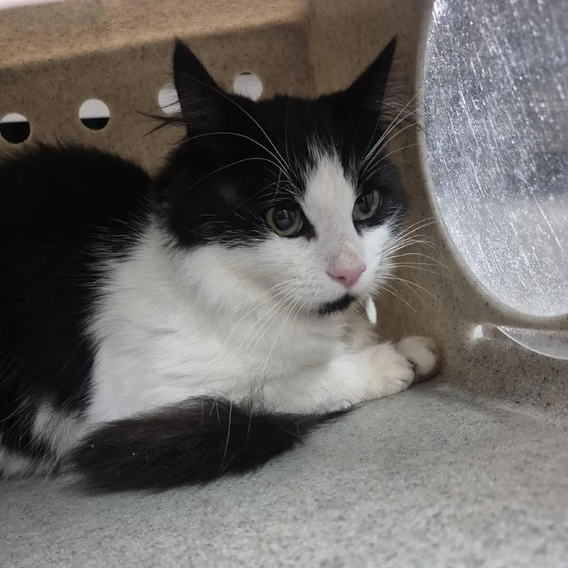 An adult medium-sized male Domestic Medium Hair cat named Casper for adoption in Tacoma, WA