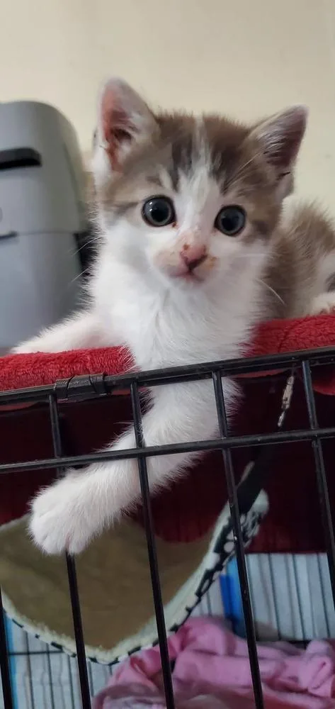 A baby medium-sized male Gray & White Domestic Short Hair cat named Hiccup for adoption in Salinas, CA