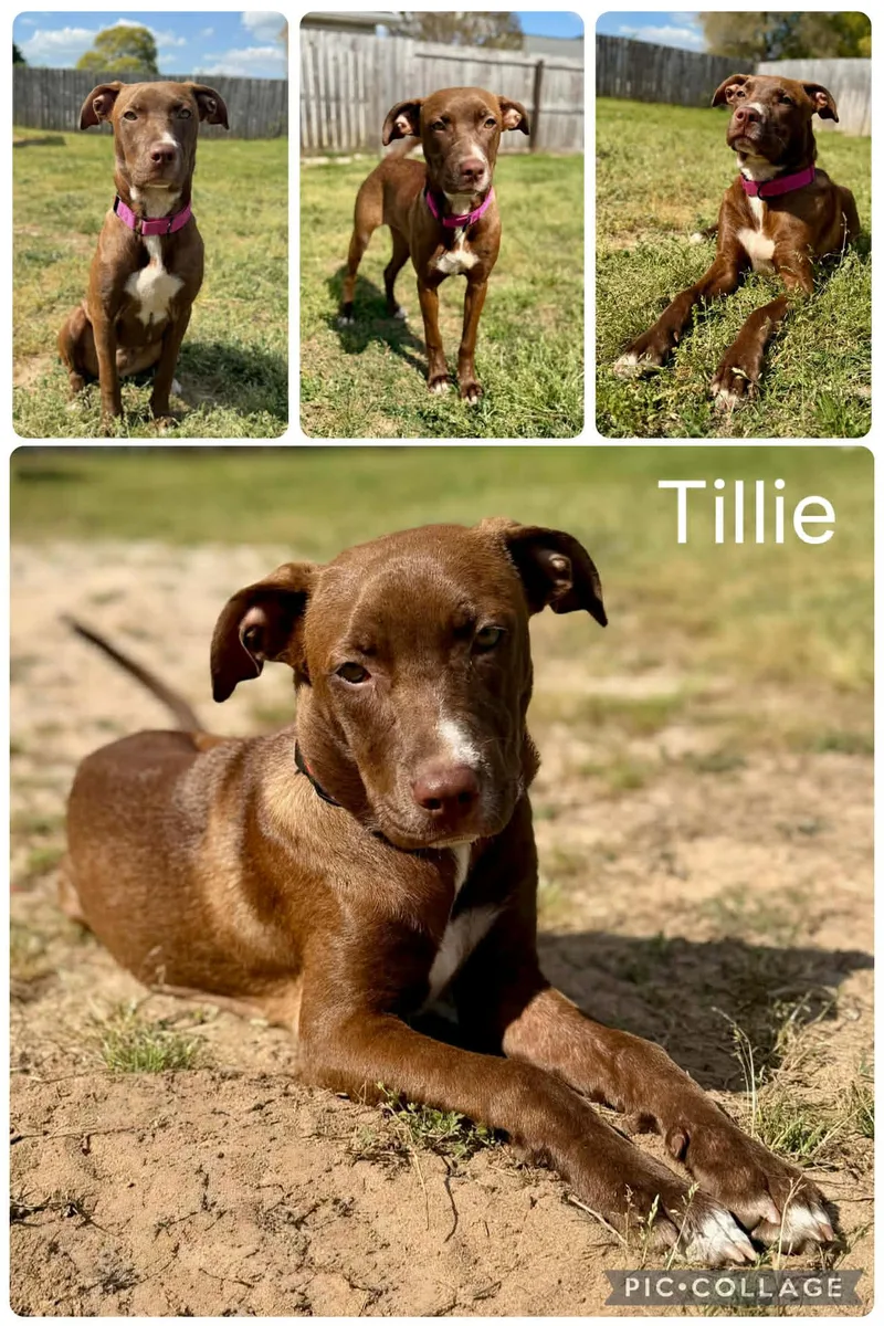 Tillie