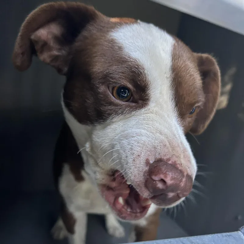 A young small-sized male Brown / Chocolate Mixed Breed dog named Squiggy for adoption in Greensboro, NC