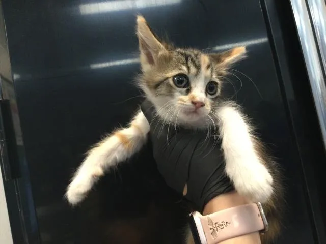 A baby small-sized female Domestic Short Hair cat named Honey for adoption in Thousand Palms, CA