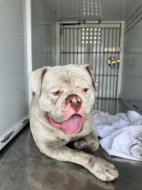 Meatball