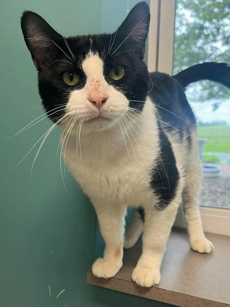 An adult medium-sized male Black & White / Tuxedo Domestic Short Hair cat named Chestnut for adoption in Chambersburg, PA
