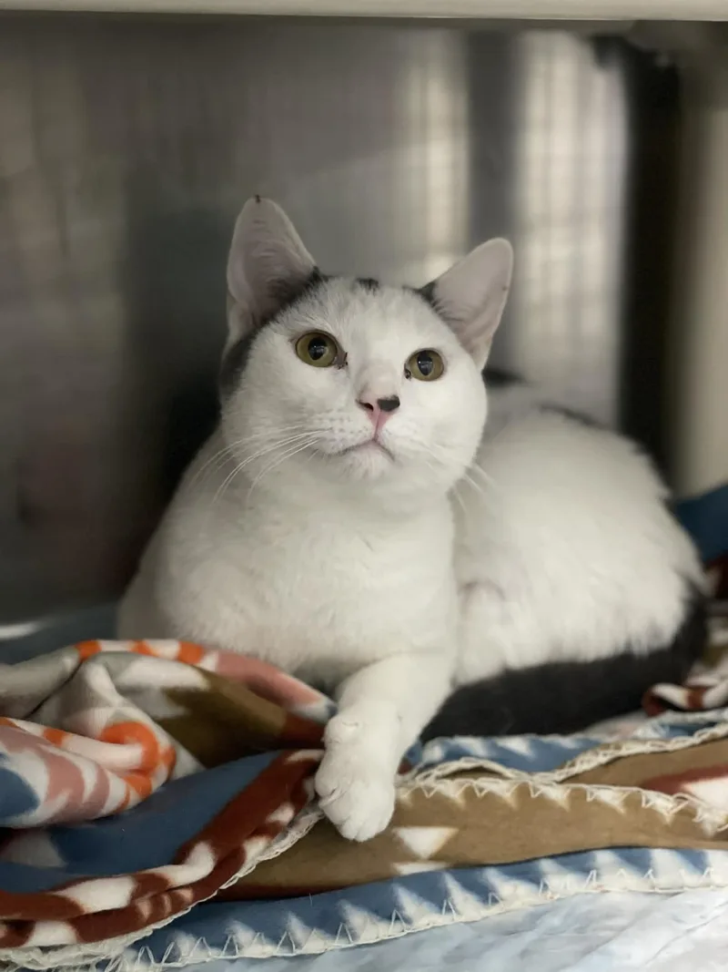 An adult medium-sized male Gray & White Domestic Short Hair cat named Felix for adoption in Calhoun, KY