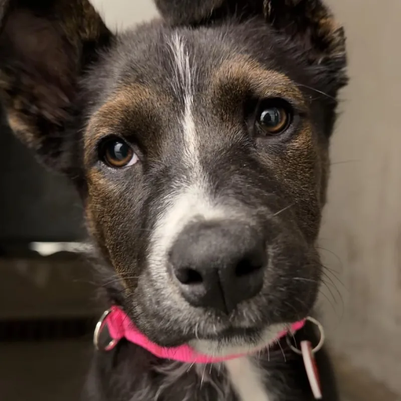 A baby small-sized female Black Border Collie dog named Darla A for adoption in Middletown, NY