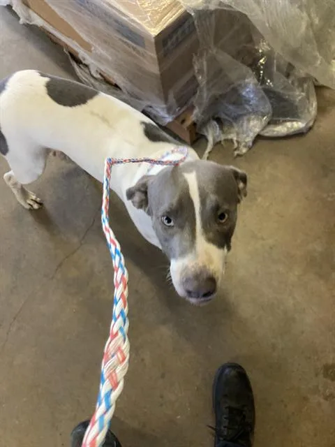 A young medium-sized male Mixed Breed dog named Lincoln for adoption in Dallas, TX