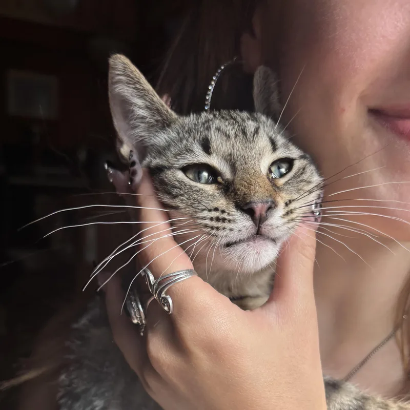A baby medium-sized male Domestic Short Hair cat named Tony for adoption in Valparaiso, IN