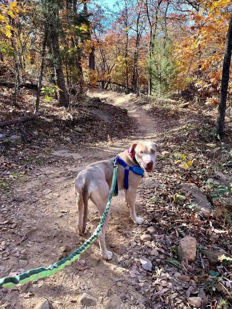 Dandelion thumbnail 2