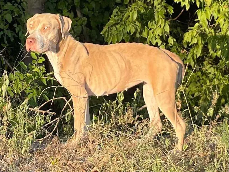 Dandelion thumbnail 4