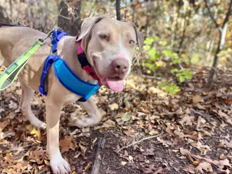 Dandelion thumbnail 5