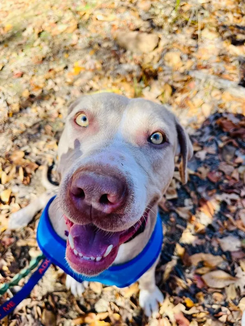 Dandelion thumbnail 6