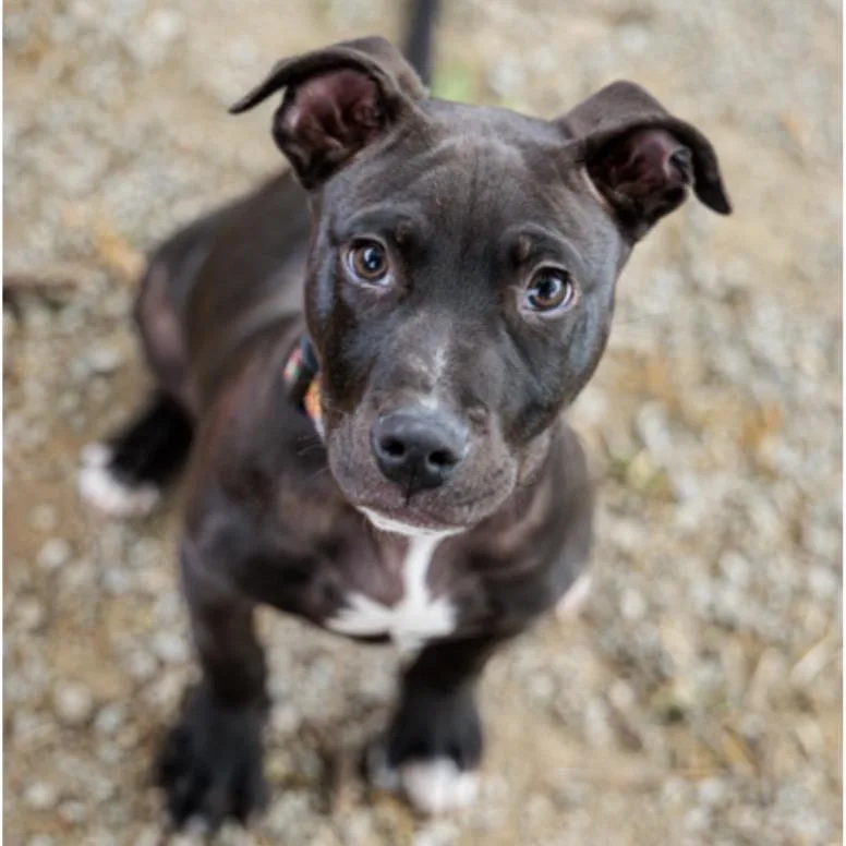 A baby large-sized male Brown / Chocolate Pit Bull Terrier dog named Totoro for adoption in Springboro, OH