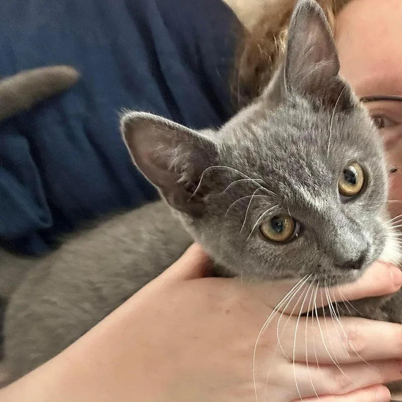 A baby small-sized male Gray & White Domestic Short Hair cat named Pattiepoo for adoption in Stoughton, WI