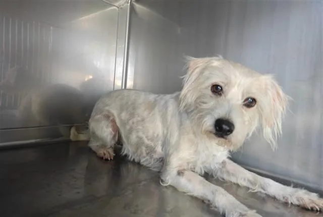 An adult medium-sized female Terrier dog named Courdory for adoption in Baldwin Park, CA