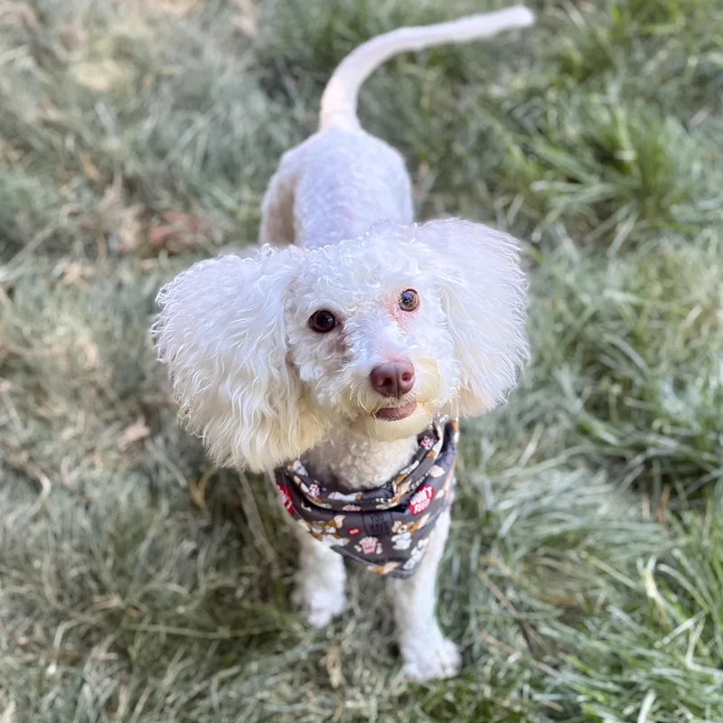 A young small-sized male White / Cream Havanese dog named Cash for adoption in Greensboro, NC