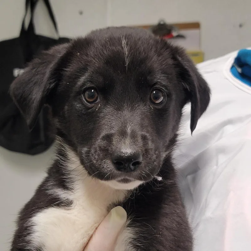 A baby small-sized female Black Mixed Breed dog named Fable for adoption in Troy, IL