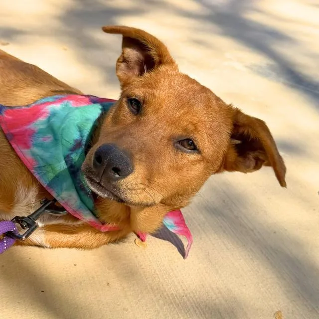A young medium-sized female Labrador Retriever dog named Idli for adoption in San Antonio, TX