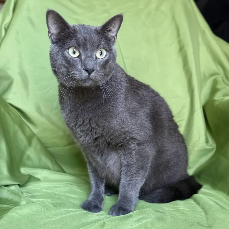 An adult medium-sized male Russian Blue cat named Clifford for adoption in Rowland Heights, CA