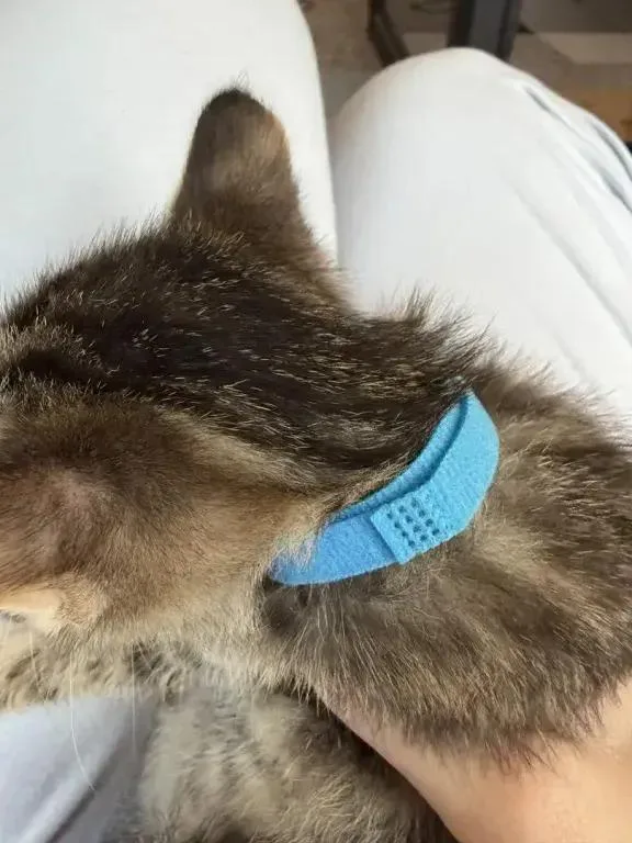 A baby small-sized male Domestic Short Hair cat named Theodore for adoption in Grand Rapids, MI
