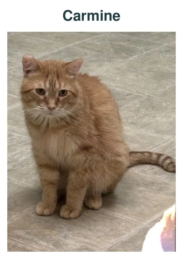 An adult large-sized male Orange / Red Domestic Short Hair cat named Carmine for adoption in Richland Center, WI