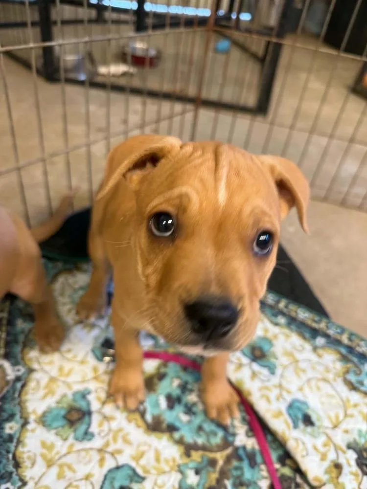 A baby small-sized male Brown / Chocolate American Bulldog dog named Harvey for adoption in Thompson, PA