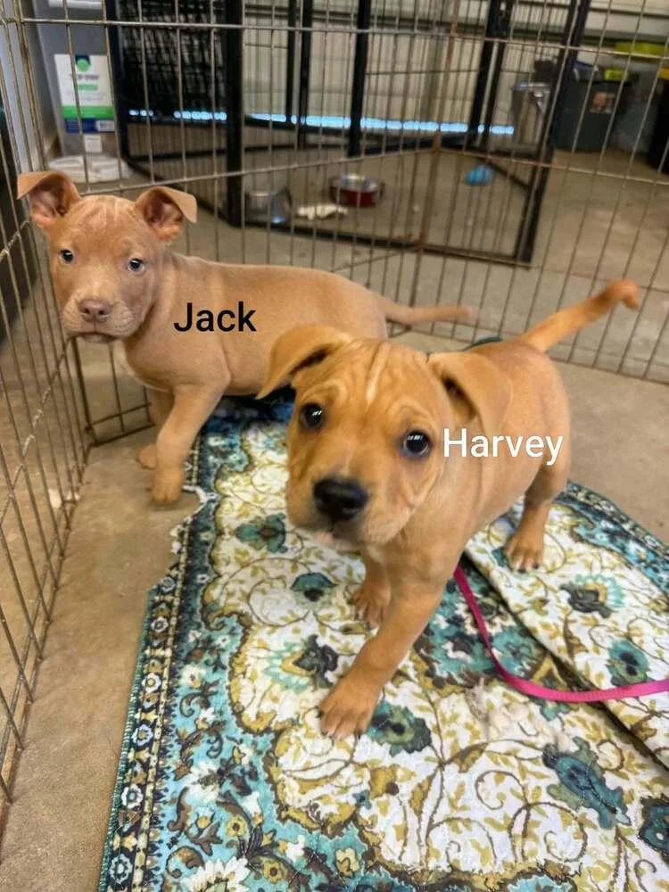 Harvey thumbnail 2