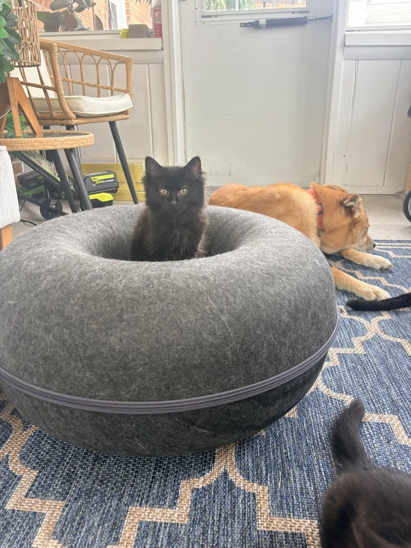 A baby medium-sized female Domestic Medium Hair cat named Cookie Monster for adoption in Walled Lake, MI