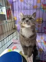 An adult medium-sized female Tabby (Gray / Blue / Silver) Domestic Short Hair cat named Wilhemina for adoption in Manitowoc, WI