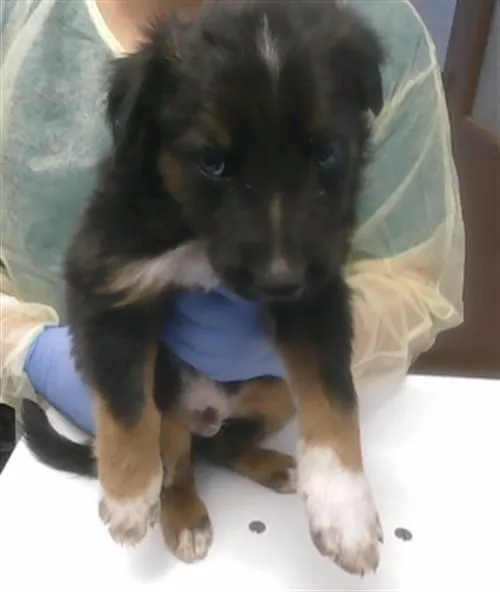 A baby small-sized male German Shepherd Dog dog named Attila for adoption in Phoenix, AZ