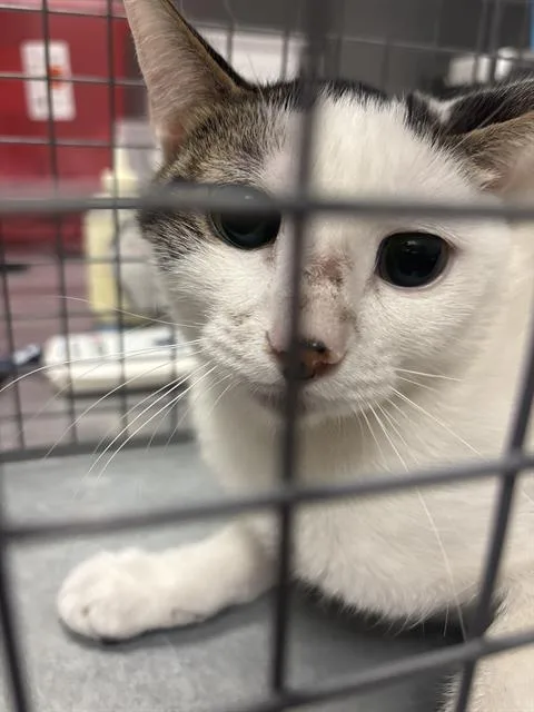 A young small-sized female Domestic Short Hair cat named Casette for adoption in Las Vegas, NV