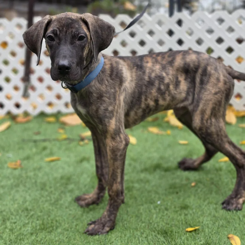 A baby large-sized male Brindle Cane Corso dog named Abel for adoption in Blairstown, NJ