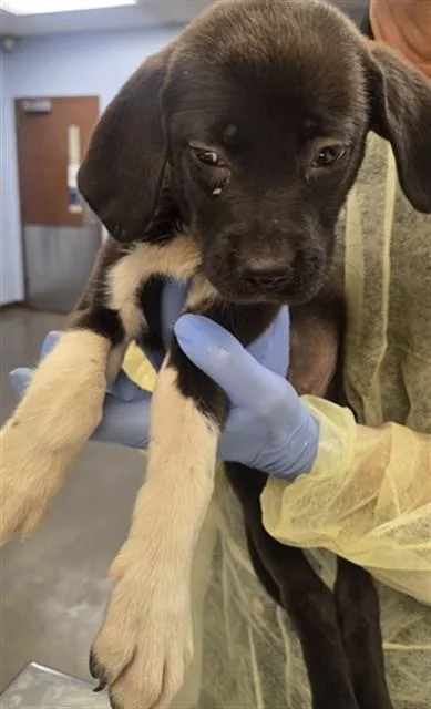 A baby small-sized female Labrador Retriever dog named Club Sammy for adoption in Phoenix, AZ