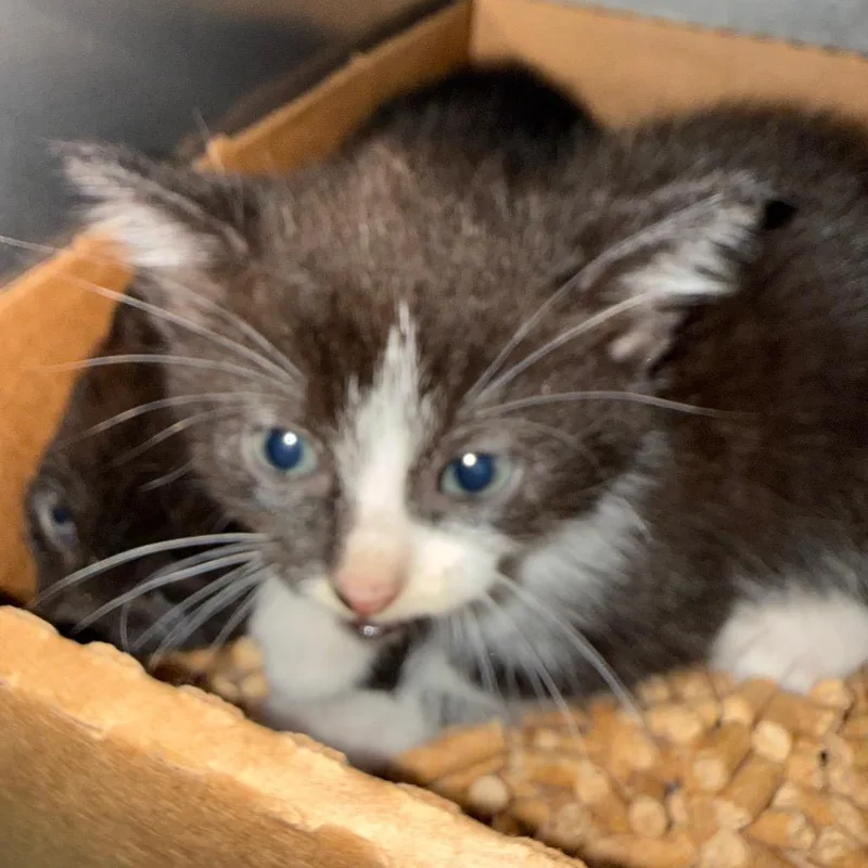 A baby small-sized male Black Domestic Short Hair cat named Cassian for adoption in Troy, VA