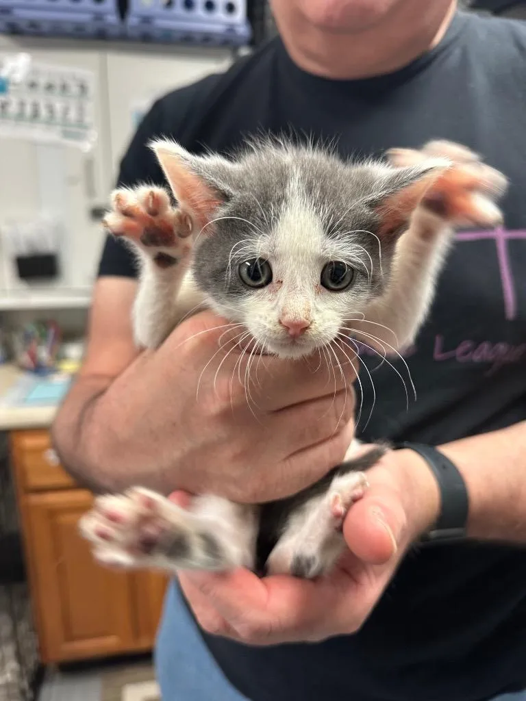 A baby small-sized male Domestic Short Hair cat named Moonpie for adoption in Ewing, NJ