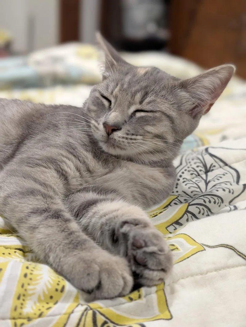 A young medium-sized female Domestic Short Hair cat named Misty for adoption in Pittsboro, NC