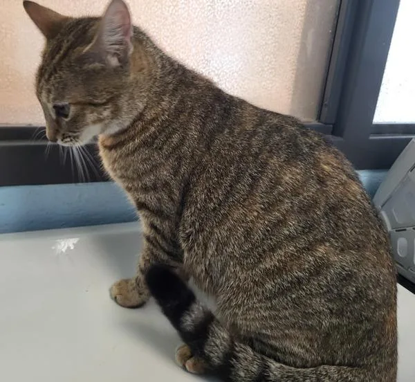 An adult small-sized female Domestic Short Hair cat named Pen  Romee Rue for adoption in Lawrenceville, GA