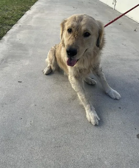 A young large-sized male Golden Retriever dog named Mac for adoption in Miami, FL