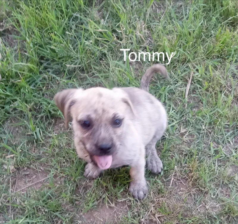 A baby small-sized male Pug dog named Tommy for adoption in Welling, OK