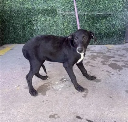 A baby medium-sized female Australian Cattle Dog / Blue Heeler dog named 61800975 for adoption in El Paso, TX
