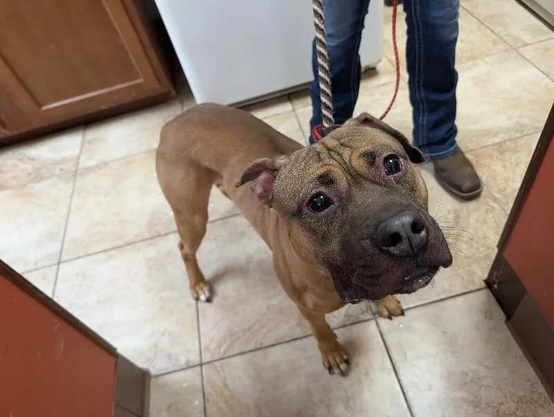 An adult large-sized male Brown / Chocolate Mixed Breed dog named Ranger for adoption in Cincinnati, OH